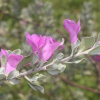 Leucophyllum frutescens (Berland.) I.M.Johnst.